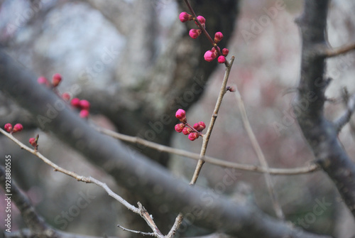 梅の華