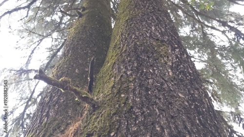 Upward view of tall pine tree in peaceful nature vertical 4k video.
