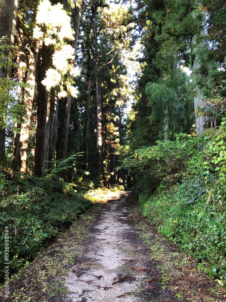 Fototapeta premium path in the woods