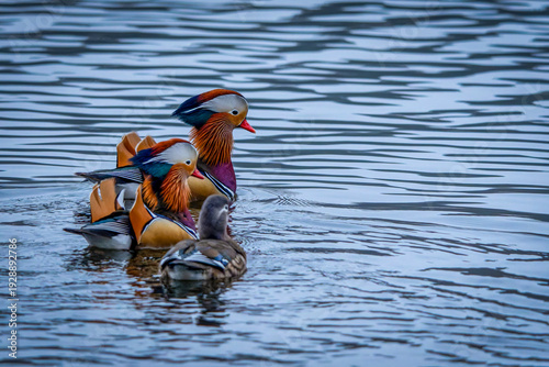 Wallpaper Mural ein Mandarinenten Pärchen im See Torontodigital.ca