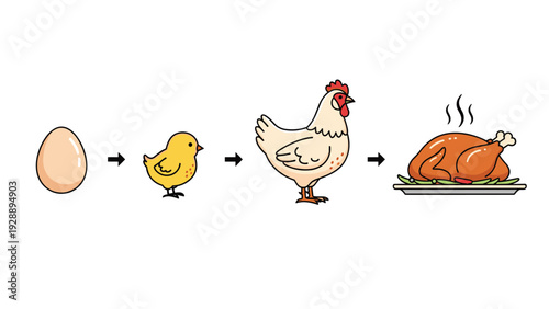 Illustration of the chicken life cycle starting from an egg to a chick, hen, and finally a roasted meal on a plate.