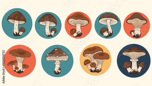 Collection of various mushroom species depicted in circular colorful frames for nature study and culinary identification.