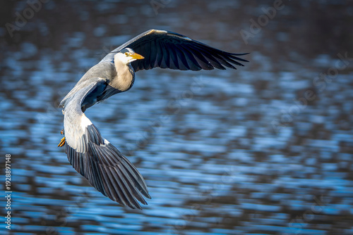 Wallpaper Mural ein Graureiher im Flug Torontodigital.ca