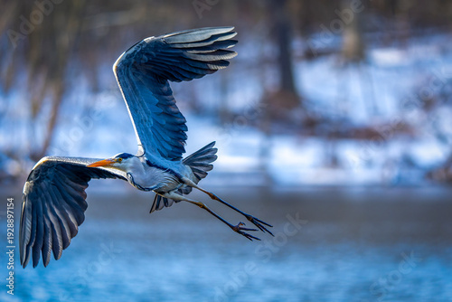 Wallpaper Mural ein Graureiher im Flug Torontodigital.ca