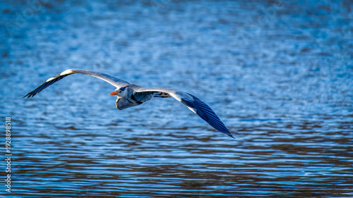 Wallpaper Mural ein Graureiher im Flug Torontodigital.ca