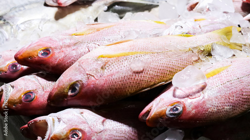 Vászonkép A vibrant, close-up photograph capturing a selection of fresh red snapper fish resting on a bed of crushed ice