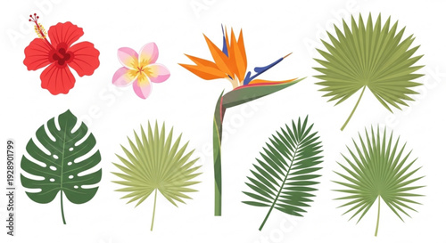 Tropical floral elements with palm leaves and exotic flowers on white background for design
