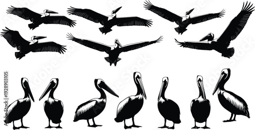 Vector illustration of stylized pelicans in flight and perched poses symbolizing wildlife, culture, tradition, and education