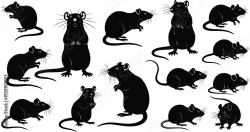 Vector illustration of stylized rats in multiple poses symbolizing wildlife, culture, tradition, science, and education