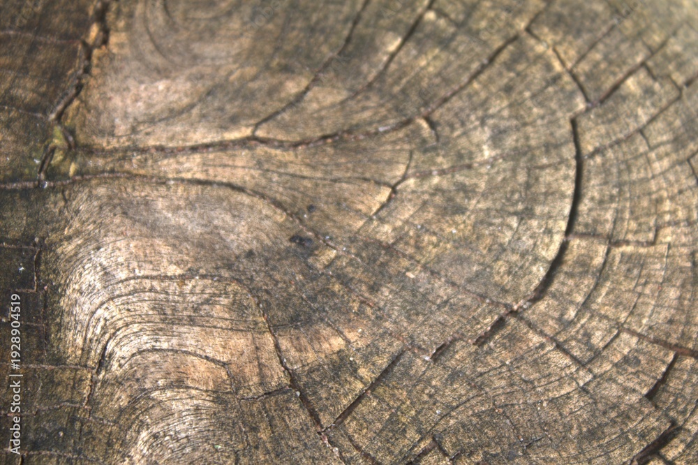 Fototapeta premium old wood texture