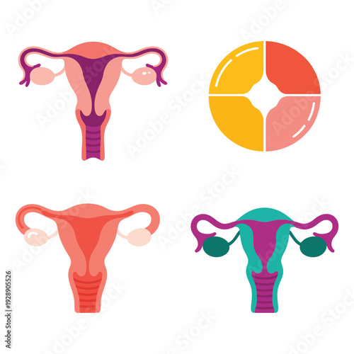 Women health education icons, uterus diagrams and circular infographic, clinic workshop session materials, gynecology awareness campaign, reproductive care vector