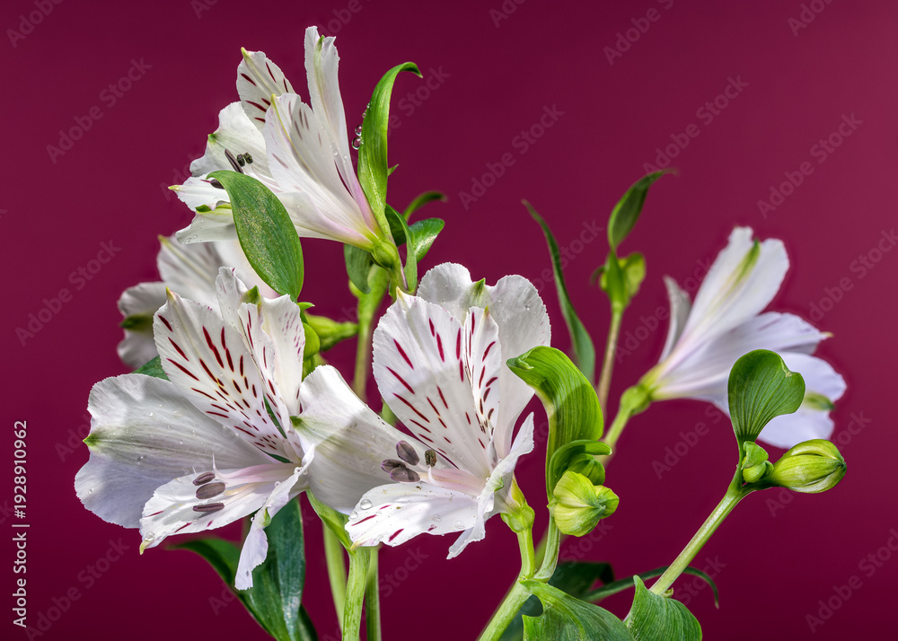 Fototapeta premium White Alstroemeria Lilies with Purple Streaks on Magenta Pink Background