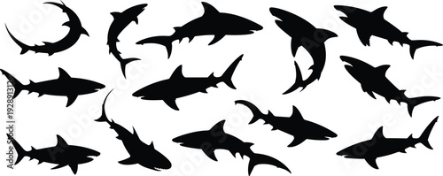 Shark Silhouette Collection Isolated on White Background, Various Ocean Predator Fish Poses for Marine Wildlife Design