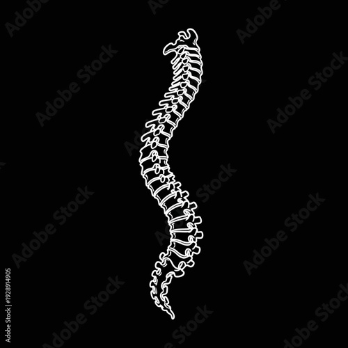 Human spine anatomy illustration, medical representation of the vertebral column and its natural curvature for healthcare and biological education