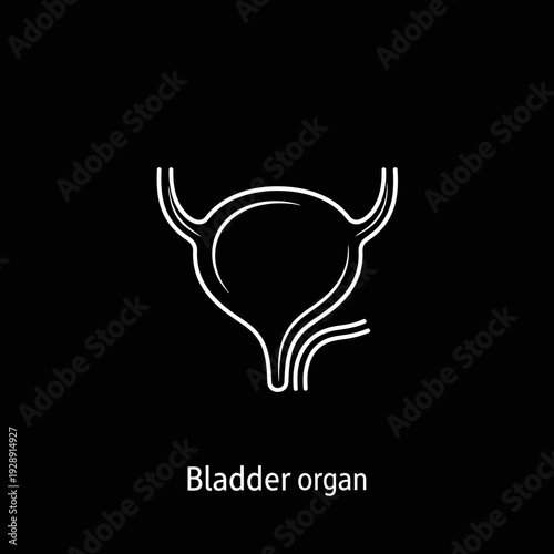 Vector outline illustration of a human bladder, representing the urinary system and medical anatomy. A minimalist icon design for healthcare and biology concepts