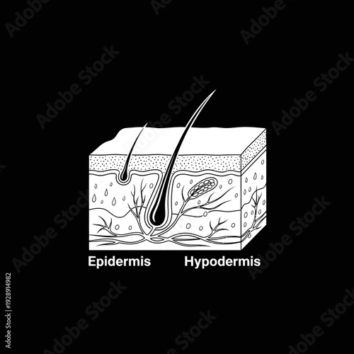 Clear anatomical diagram showcasing a cross-section of human skin, detailing hair follicle anatomy within the epidermis and hypodermis layers, ideal for educational science visuals