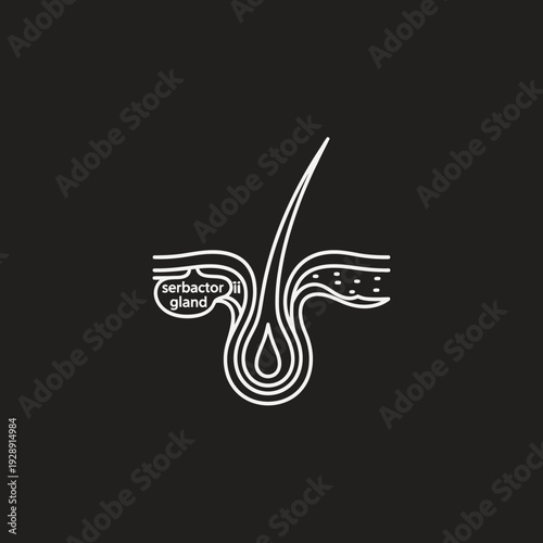 Minimalist line art illustration of a human hair follicle with sebaceous gland on a dark background