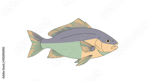 Colorful Fish Illustration, Marine Life, Aquatic Animal, Isolated on White