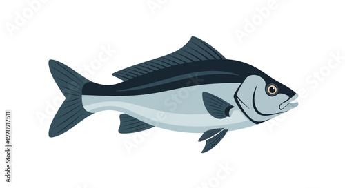 Stylized Sea Bass Fish Illustration Isolated on White Background