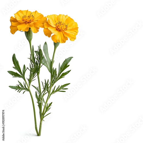 Bright Yellow Marigold Flowers with Green Leaves on White Background for Nature and Botany