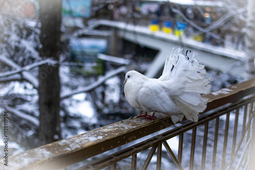 Tablou pe pânză A small pigeon with a dark fan tail stands on the railing among companions while