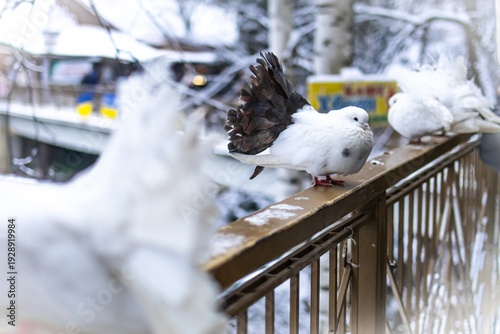 Vászonkép White and brown fantail pigeon stands on a snowy railing in a quiet park with it