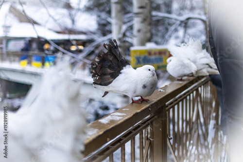 Vászonkép A white pigeon pauses to preen on a cold railing its tail spread in layered fans