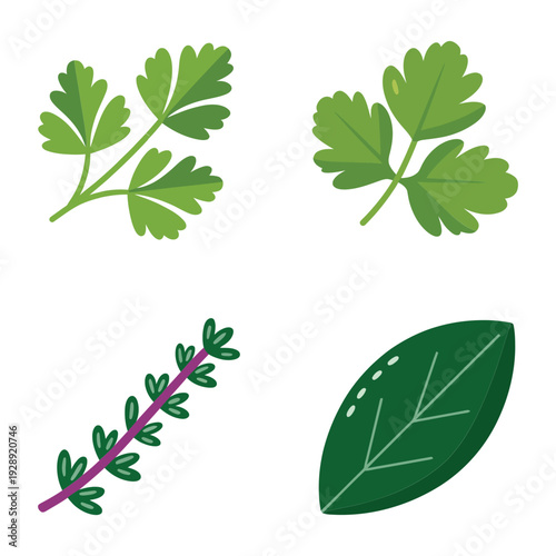 Fresh herb leaves illustration with parsley, rosemary and green sprig, culinary plant vector for organic cooking recipe and food packaging