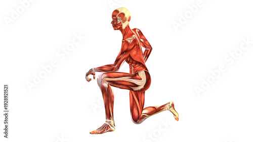 Female Muscular System Sitting on Knee Anatomy