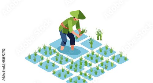 Farmer Planting Rice in Paddy Field.