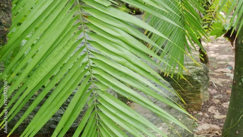 Palm leaves background, green leaf wind blowing nature forest field growth beauty spring foliage herb summer tropical