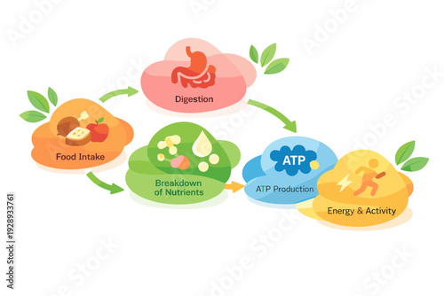Diagram of the human digestive and energy system.