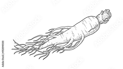 hand drawn ginseng root with detailed lines and natural texture illustration