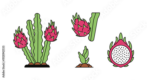 Dragon fruit tree abstract smooth color vector