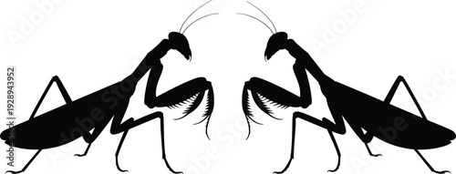 Silhouette of two praying mantises facing each other in a mirrored pose on a white background insect