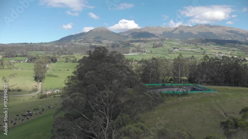 Fly over trees on a valley with animals in a bright day with some mountains on the background