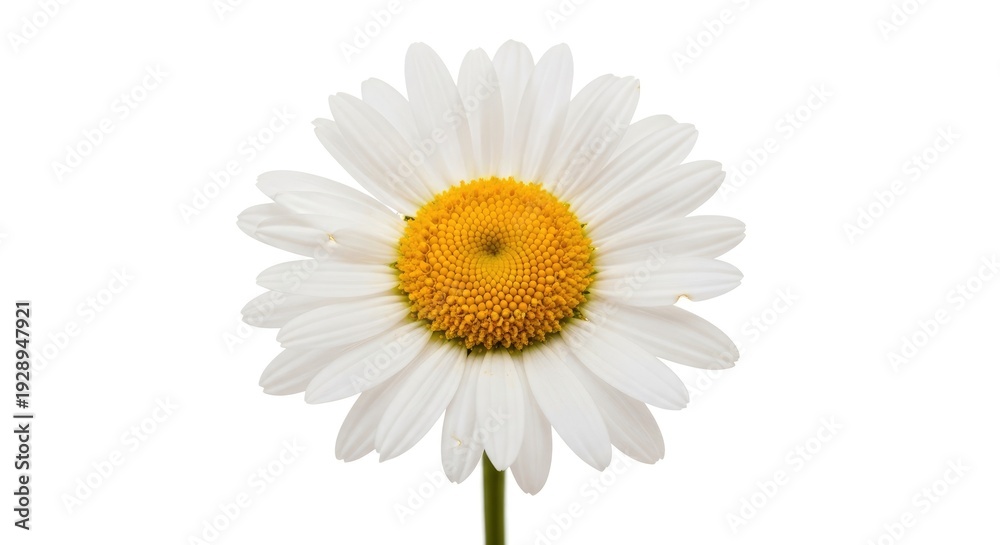 Fototapeta premium White Daisy Flower with Yellow Center.