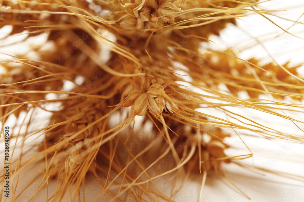 Obraz premium Wheat stalks showing details of grains and fibers under a bright light during harvest season