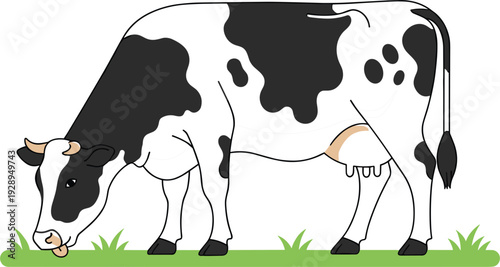Black and White Dairy Cow Grazing on Grass Cartoon Vector Illustration Farm Livestock Animal Design