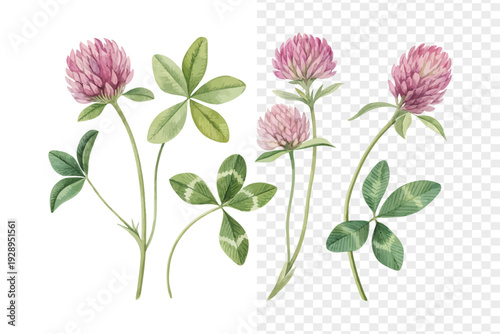 Watercolor Zigzag Clover Flower Illustration, Unique Botanical Clipart, isolated on white background