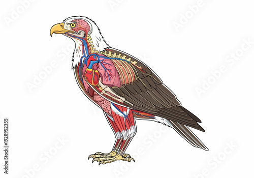 Detailed anatomical illustration of an eagle revealing its internal musculature, circulatory system, and respiratory organs in a precise scientific depiction