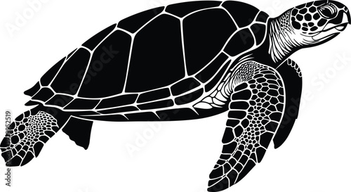 Sea turtle vector illustration, marine animal silhouette, ocean wildlife design, black and white aquatic reptile graphic, detailed nature artwork