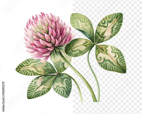Watercolor Zigzag Clover Flower Illustration, Unique Botanical Clipart, vector isolated on white background