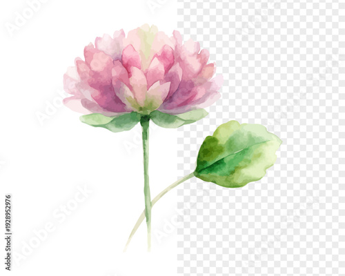 Watercolor Zigzag Clover Flower vector Illustration isolated on white background