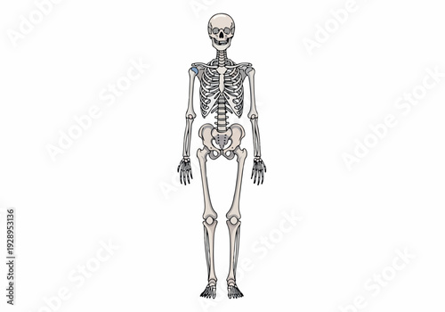 Anatomical illustration of the human skeletal system, showcasing the bones of the entire body in a standing anatomical position