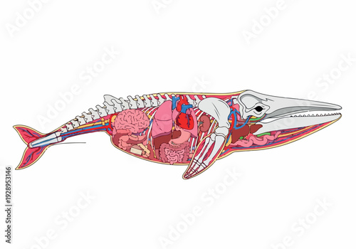 Detailed illustration of a whale's internal anatomy, showcasing its complex organ systems and skeletal structure in a scientific diagram