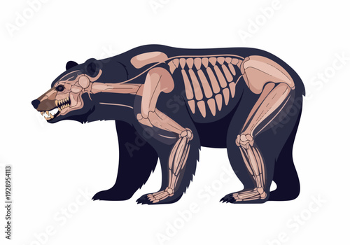 Anatomical illustration of a bear's skeleton, showcasing its skeletal structure in detail