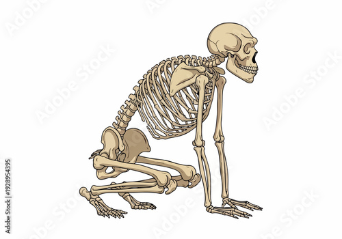 Anatomy of Early Hominids A Detailed Illustration of an Ancient Skeleton in a Crouching Pose