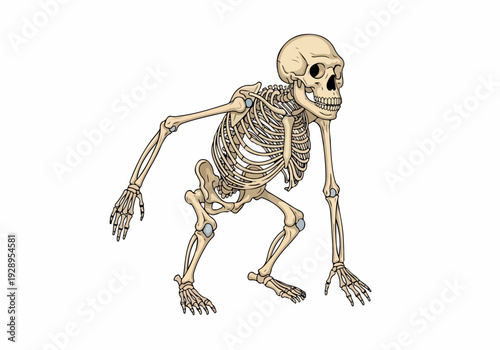 Human Evolution Skeleton Illustration A Detailed Depiction of Anatomical Prehistoric Primate Ancestry