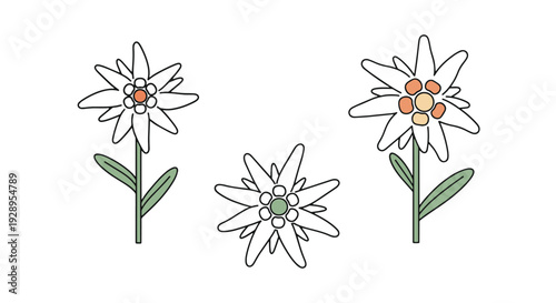 Edelweiss Line art soft minimal tone illustration